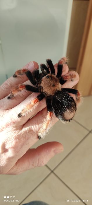 pająk ptasznik pięknie ubarwiony