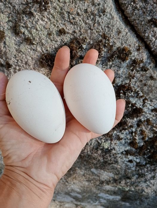 Ovos galados  de gansa