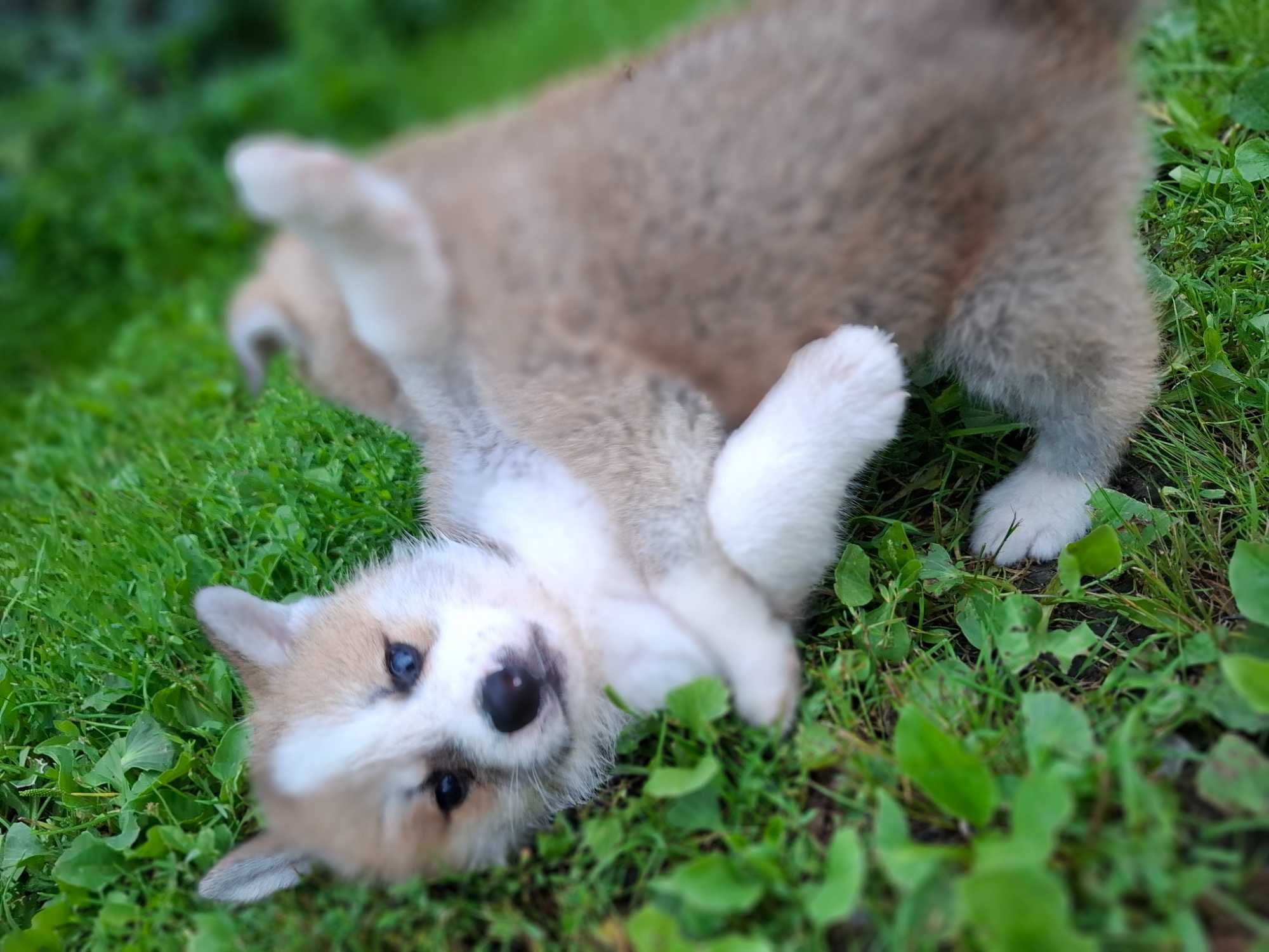 Piesek Akita Inu SWKiPR