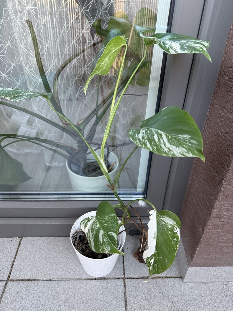 Monstera variegata
