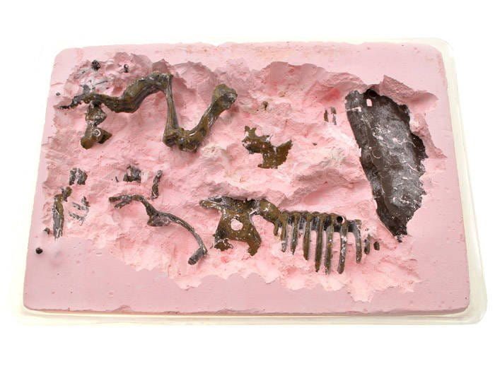 Skamieniałości Wykopaliska Mamut Szkielet 3D Zestaw Archeologiczny