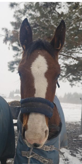 Ogierek AES po Floridos S/Nevados, do sportu/ambitnej rekreacji