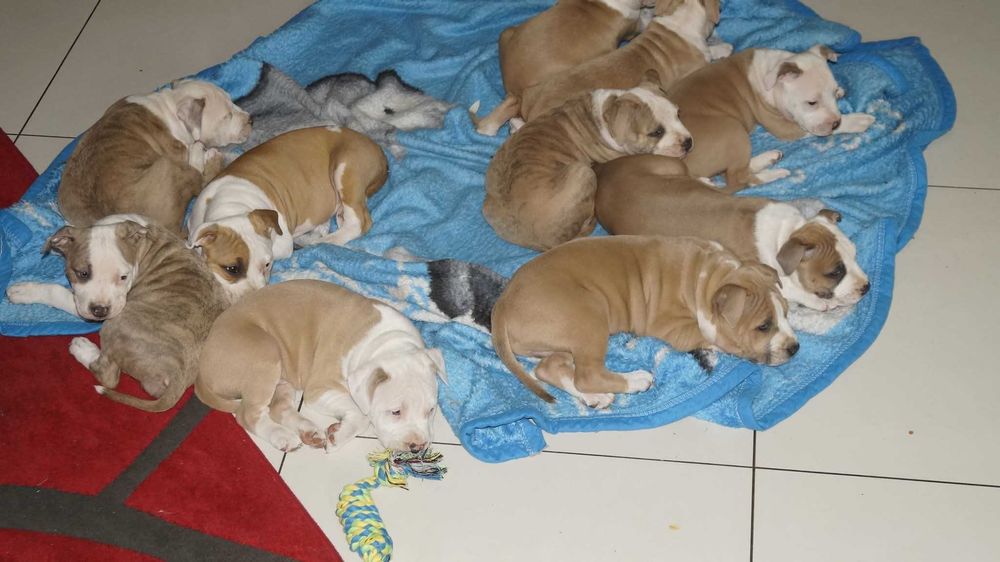 Louis szczeniak Amstaff z rodowodem.  Gotowy do odbioru