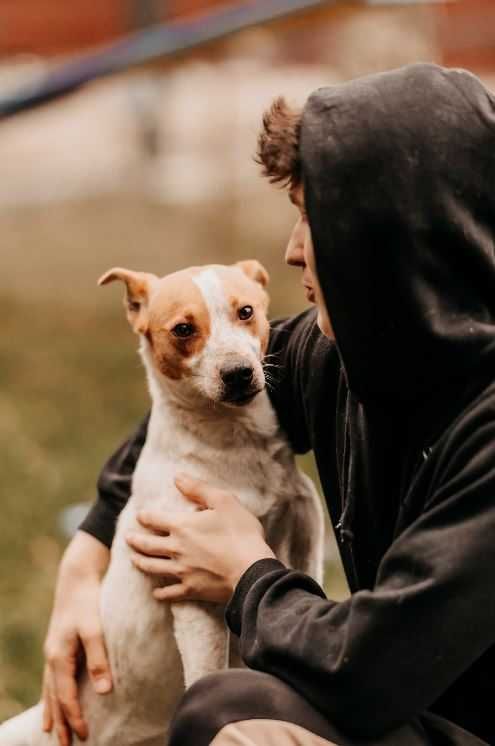Diesel - uroczy psiak w typie Jack Russell Terriera szuka domu!!!