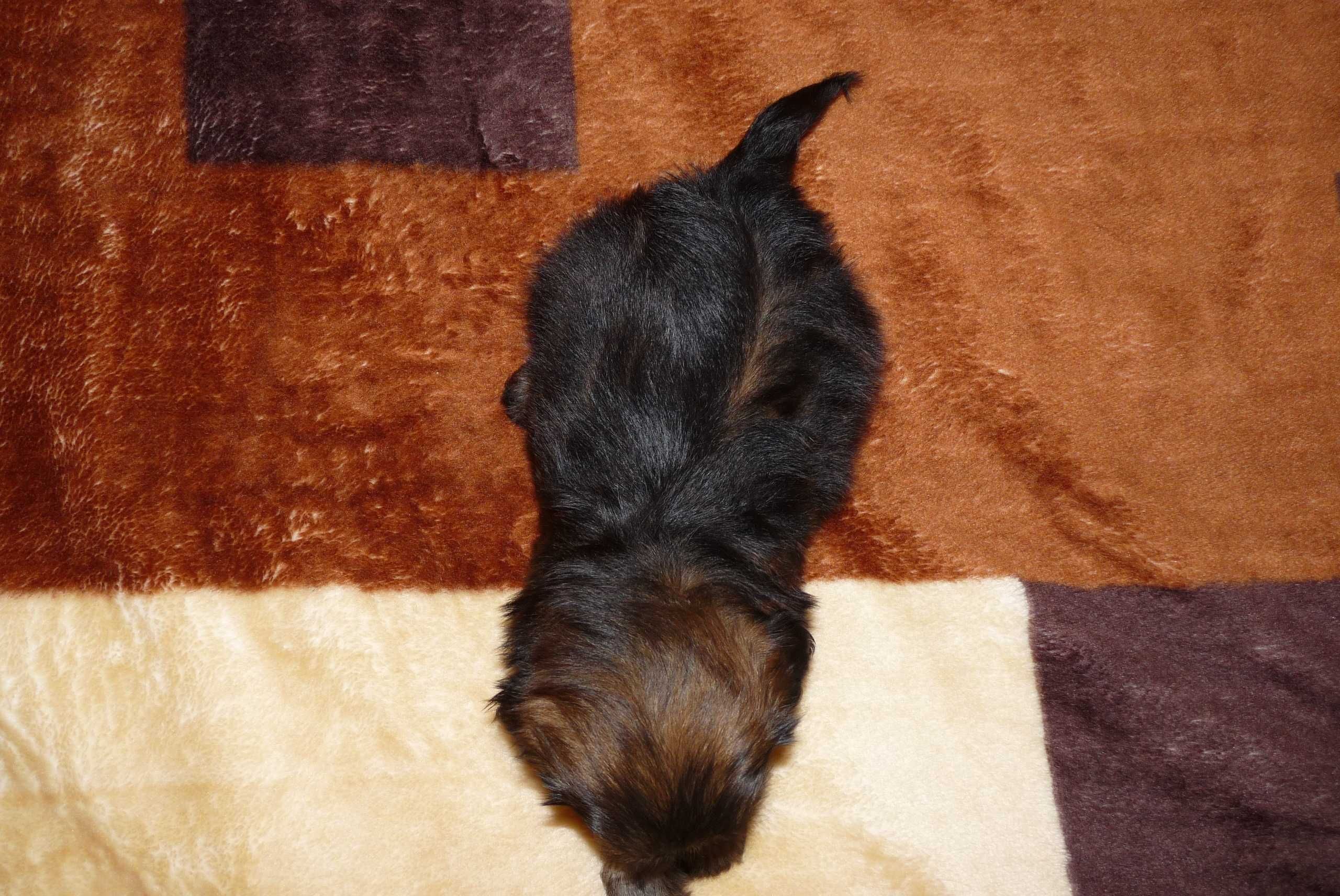 Shih Tzu, piesek Teo do odbioru od 9 sierpnia.