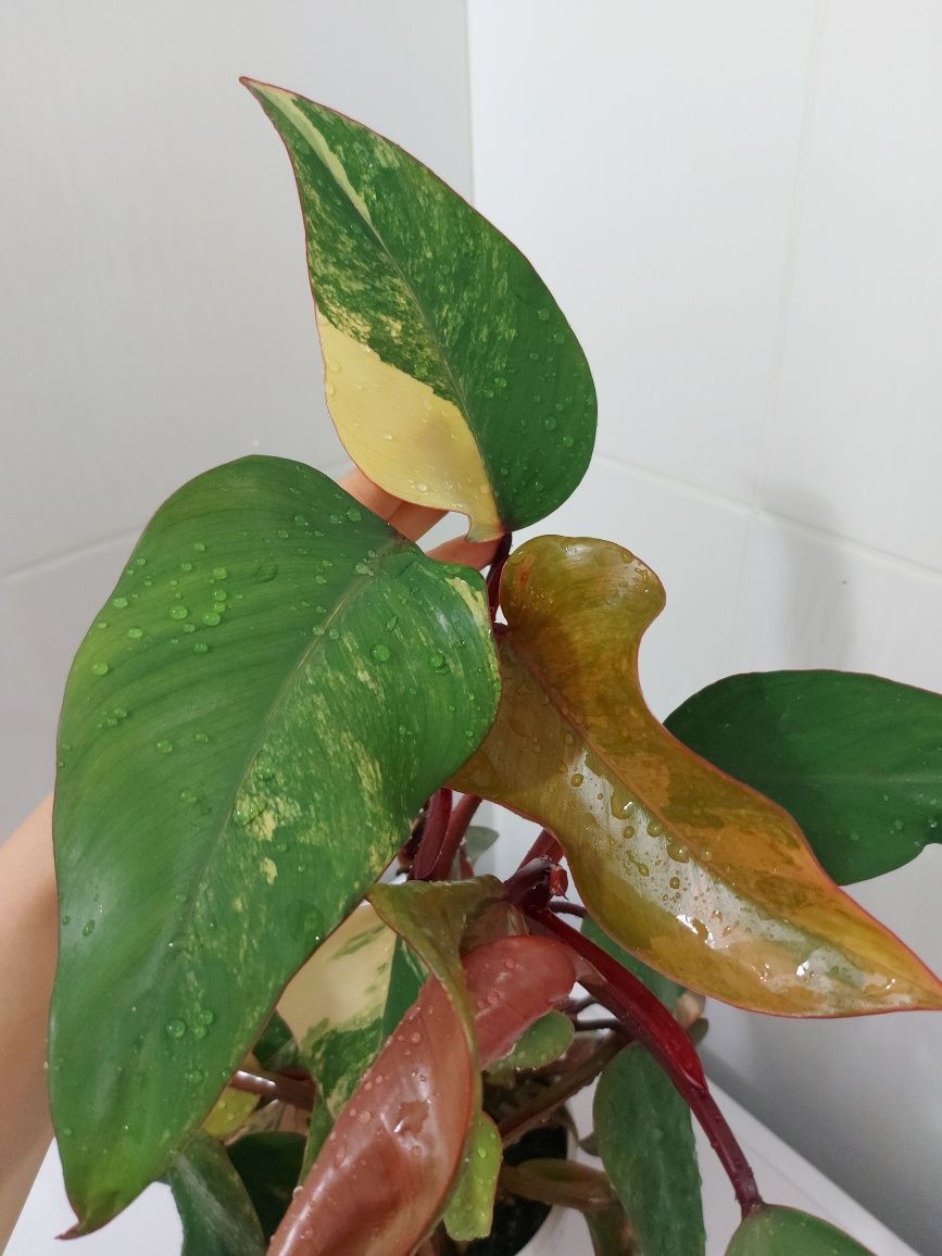 Филодендрон Red Emerald variegated/Ред Эмеральд вар.