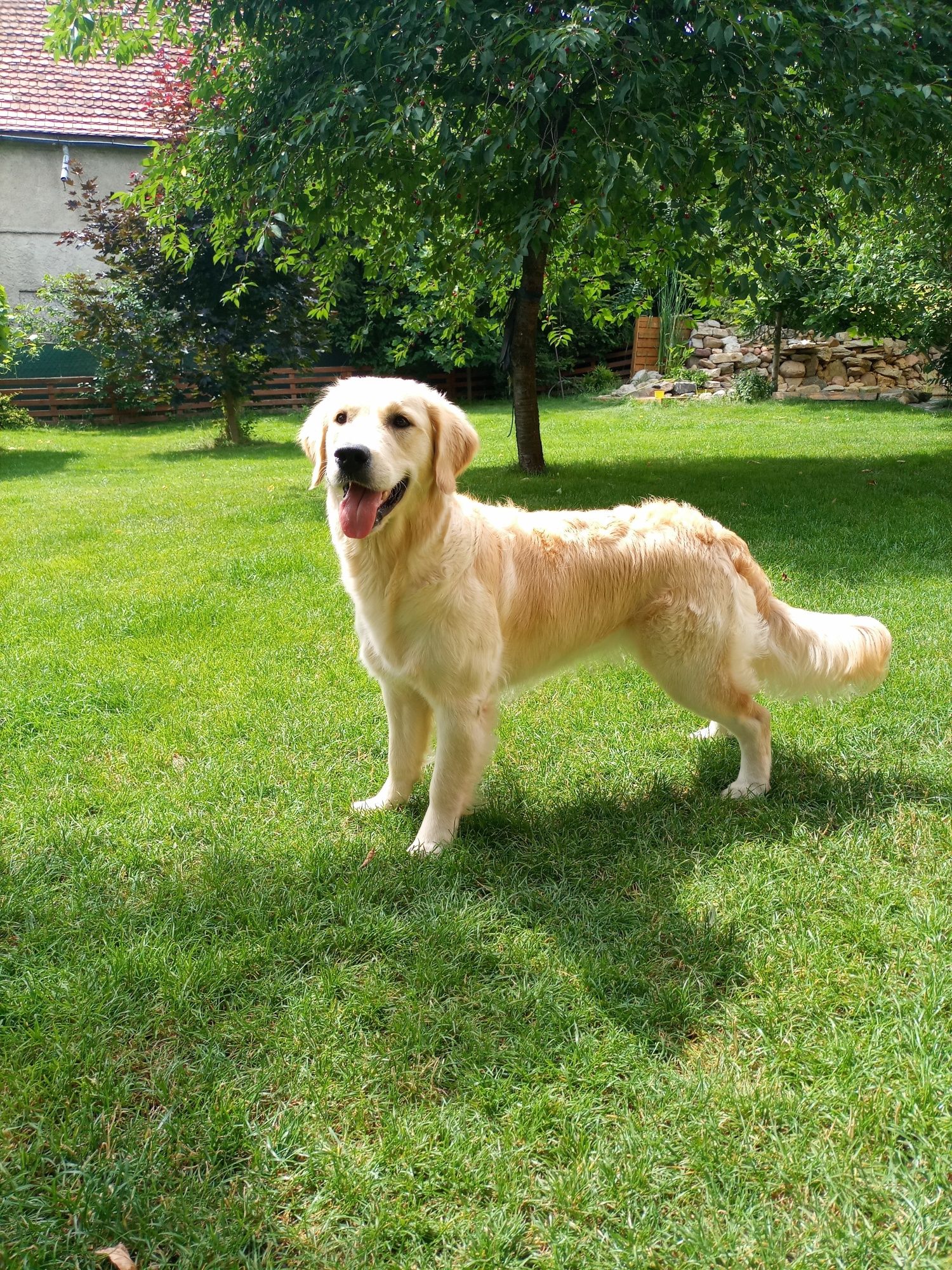 Golden Retriever ZKwP FCI Już do odbioru