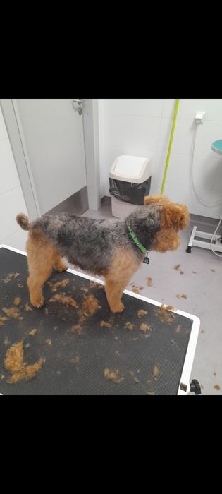 Pielęgnacja strzyżenia psów i kotów