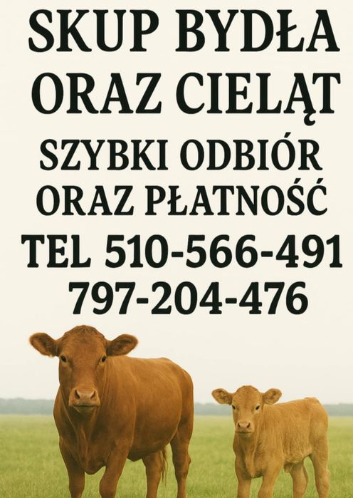 Skup Bydła Oraz Cielat