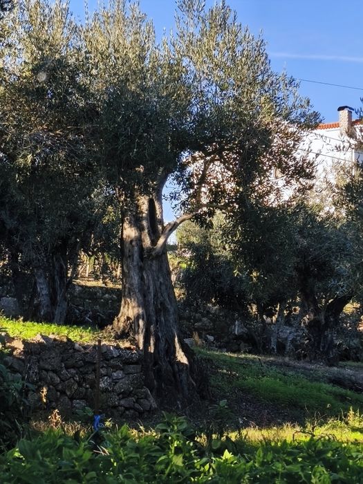 Oliveiras Centenárias