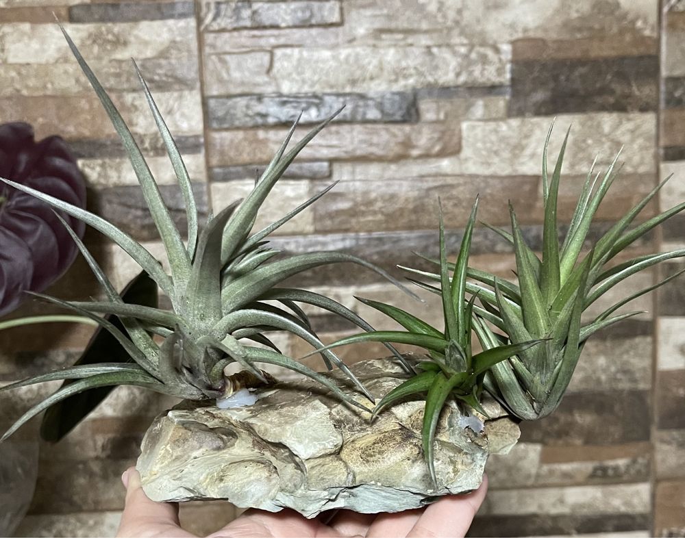 Tillandsia on rock _ arranjo de plantas aéreas em rocha