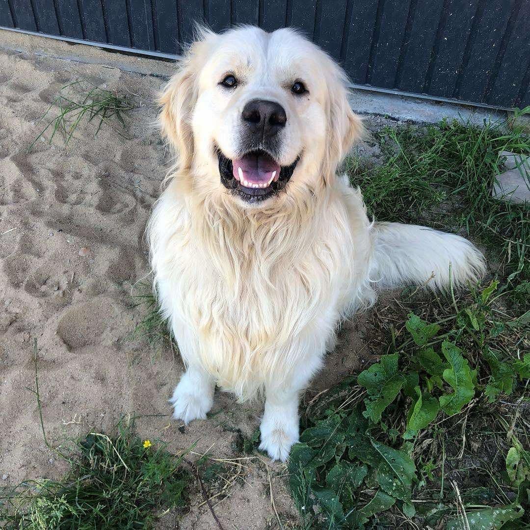 Golden Retriever Piesek gotowy do odbioru