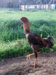 Ovos de índio gigante brasileiro