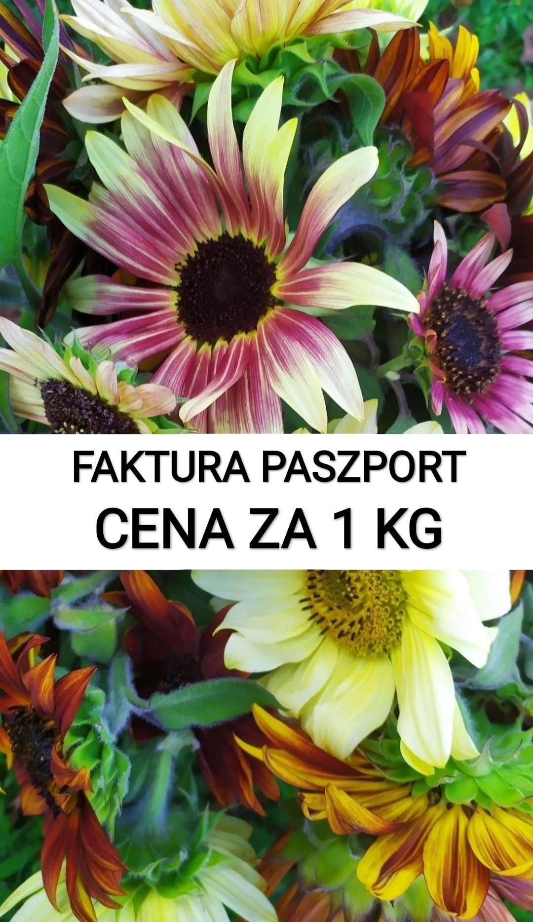 PASZPORT FAKTURA Słonecznik ozdobny