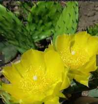 Опунция цветок кактус многолетний
