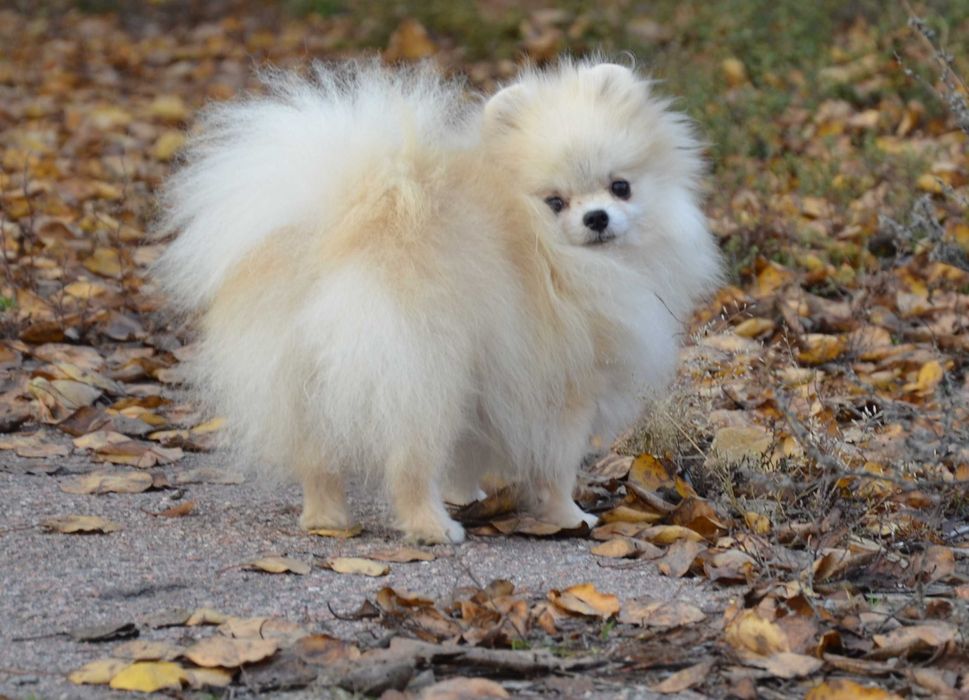 Кремовая красавица.  Померанский  ТОЙ шпиц.