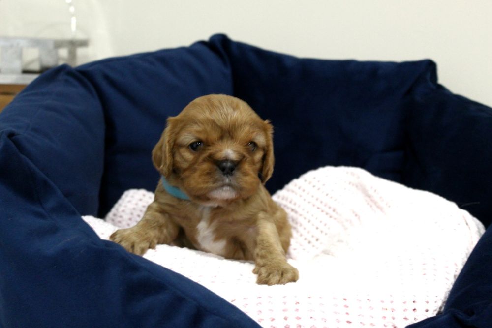 *Piesek* Cavalier KING CHARLES spaniel Florian
