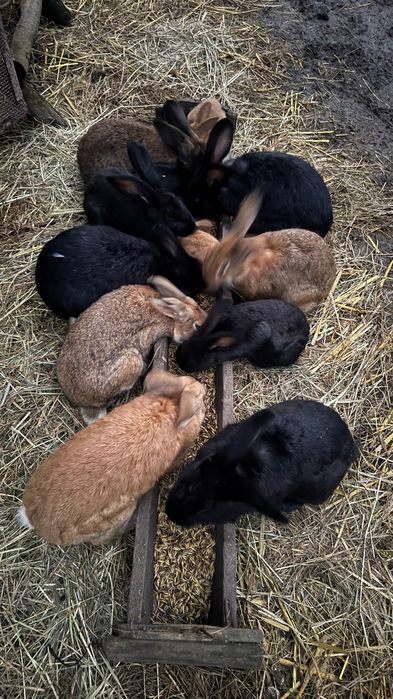 Króliki, naturalnie howane , różnej wielkości , tanio