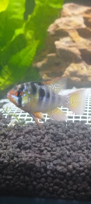 Peixe ramirezi, troca