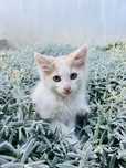 Котята, кошенята, котики, в добрі руки, в хорошие руки