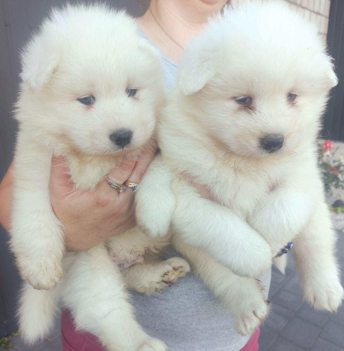 Samoyed piesek .