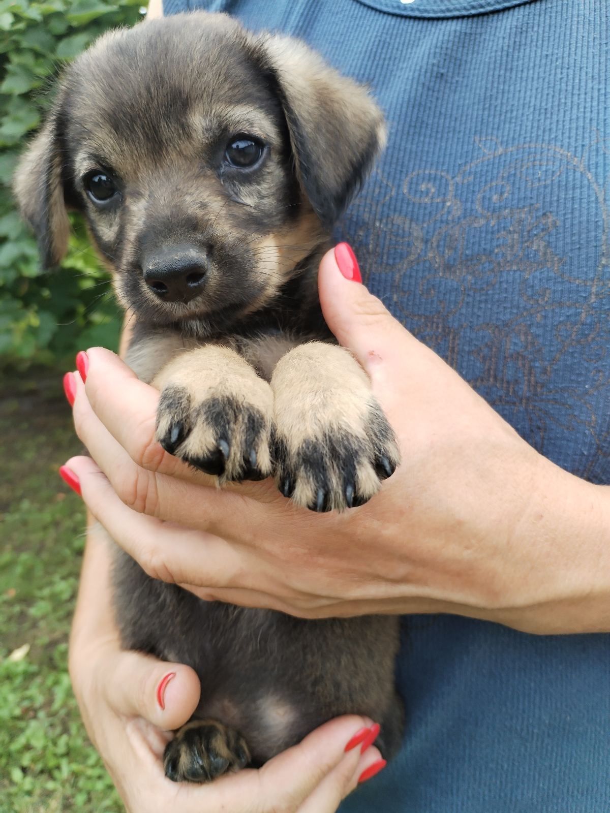 Цуценята шукають дім