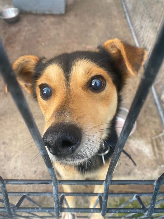 Te psiaki czekają na domy tymczasowe - pomóż!