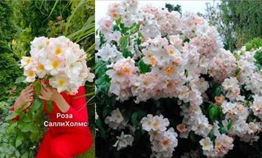 Саджанці троянди  "Астрономія" французької селекції— 85 грн