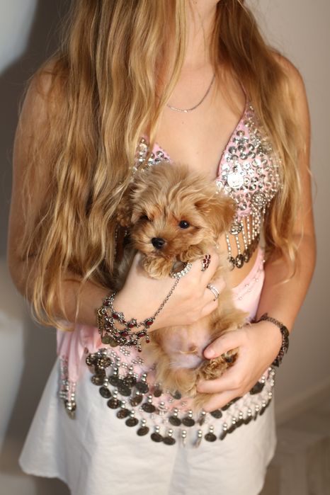 Микро мальтипу мальчик ф1, хлопчик мальтіпу мікро міні, maltipoo