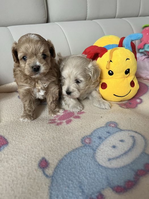 Maltipoo pudel toy&maltanczyk