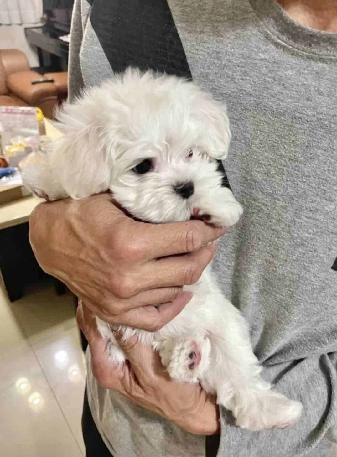 Bichon Maltês Fêmea