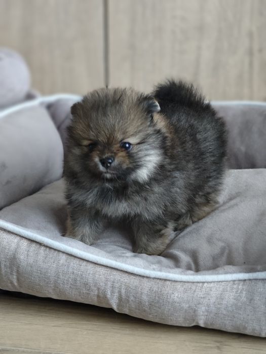 Szpic miniaturowy Pomeranian FCI