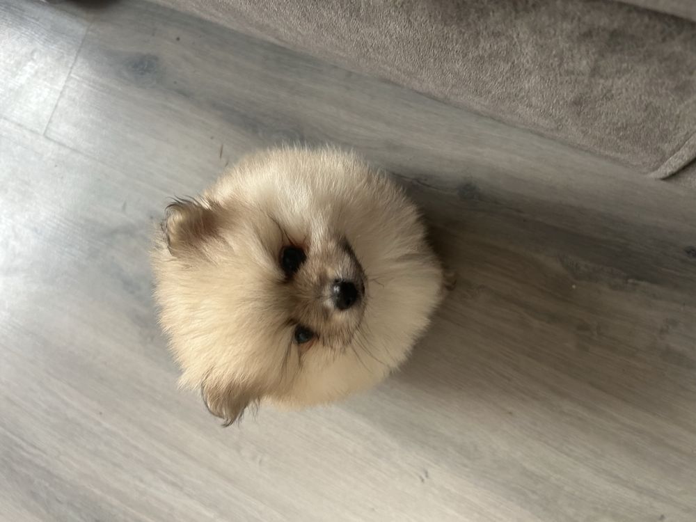 Pomeranian Szpic Miniaturowy