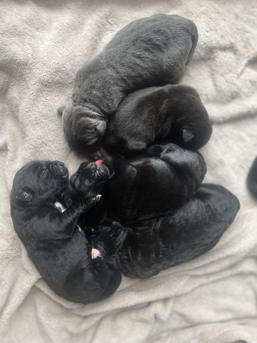 Cane Corso Italiano Bellissima Del Dog House FCI