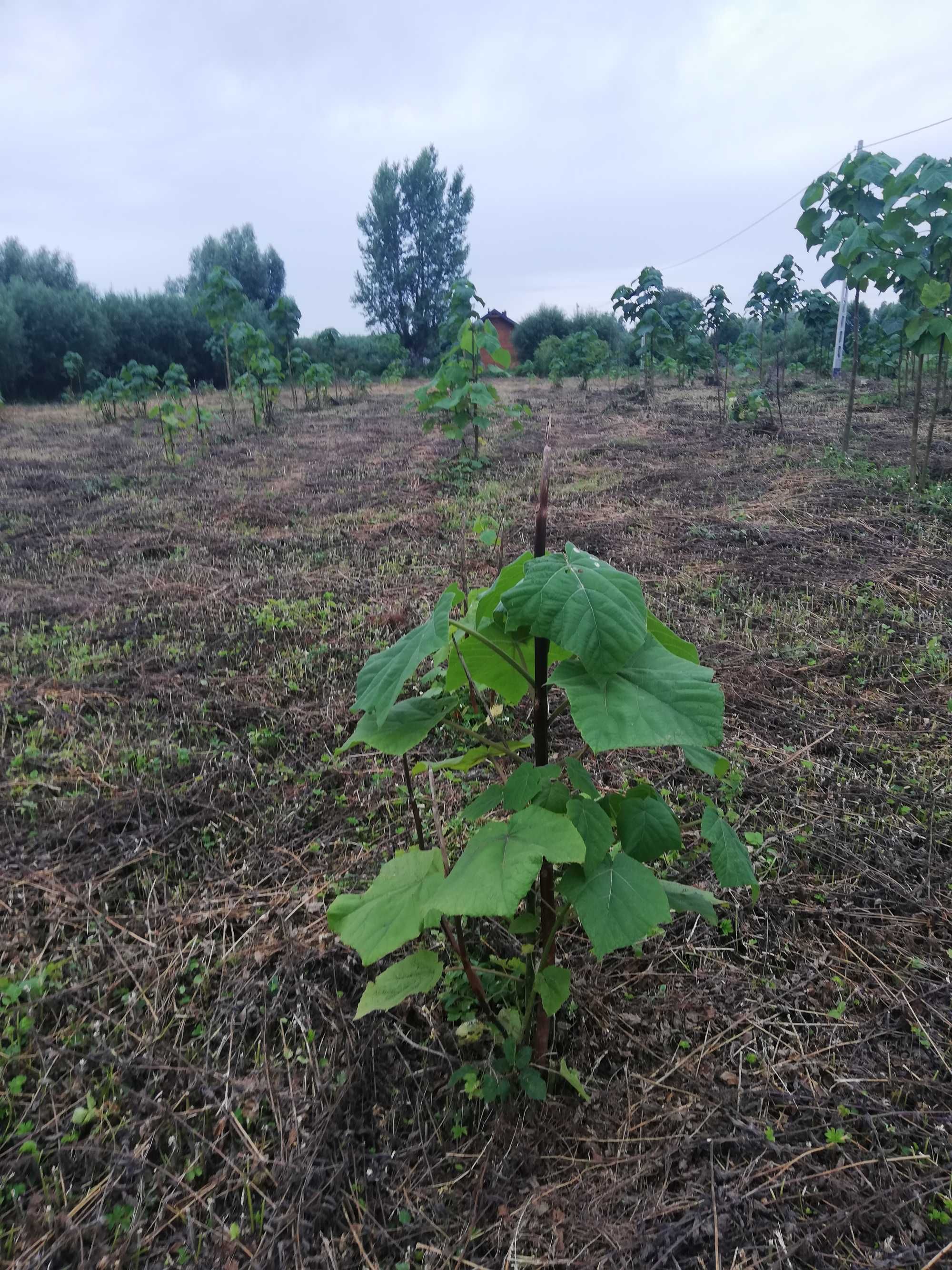 Sadzonki i karpy oxytree-drzewa tlenowego