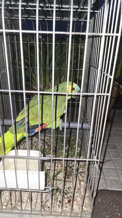 Vendo papagaio a falar 500€