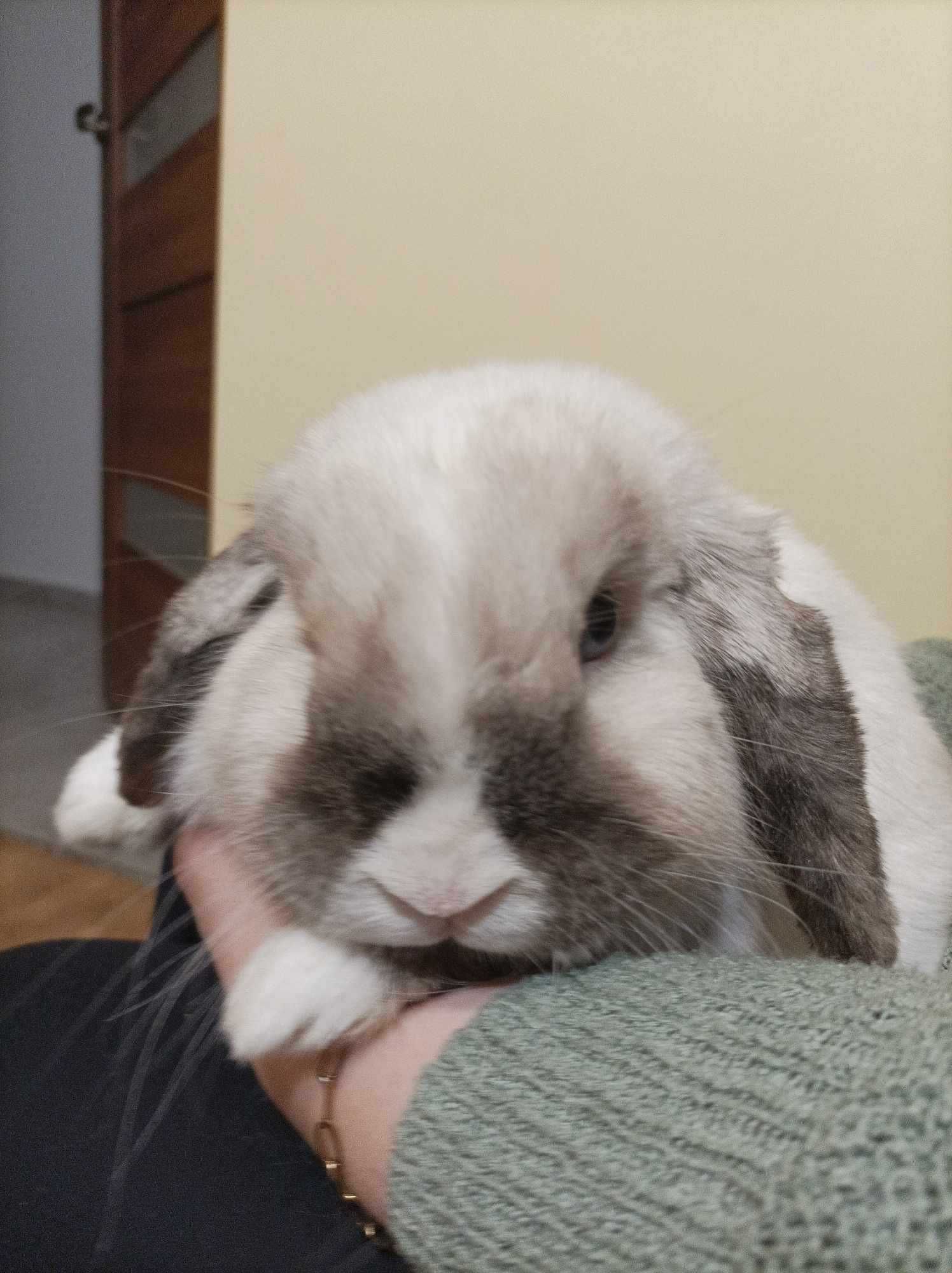 Baranek Mini Lop reproduktor:)