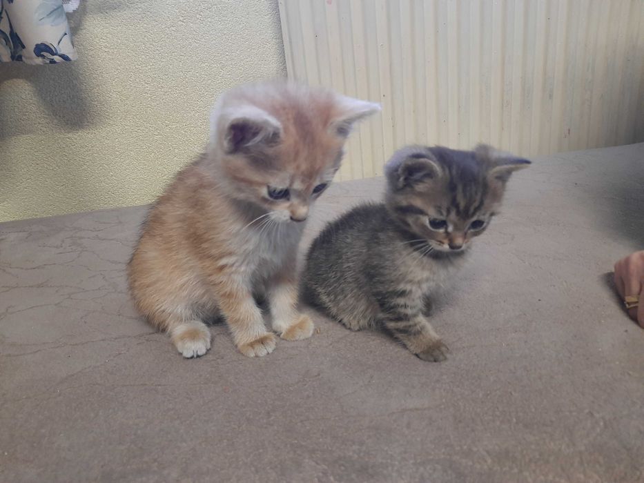 oddam kotki w dobre ręce