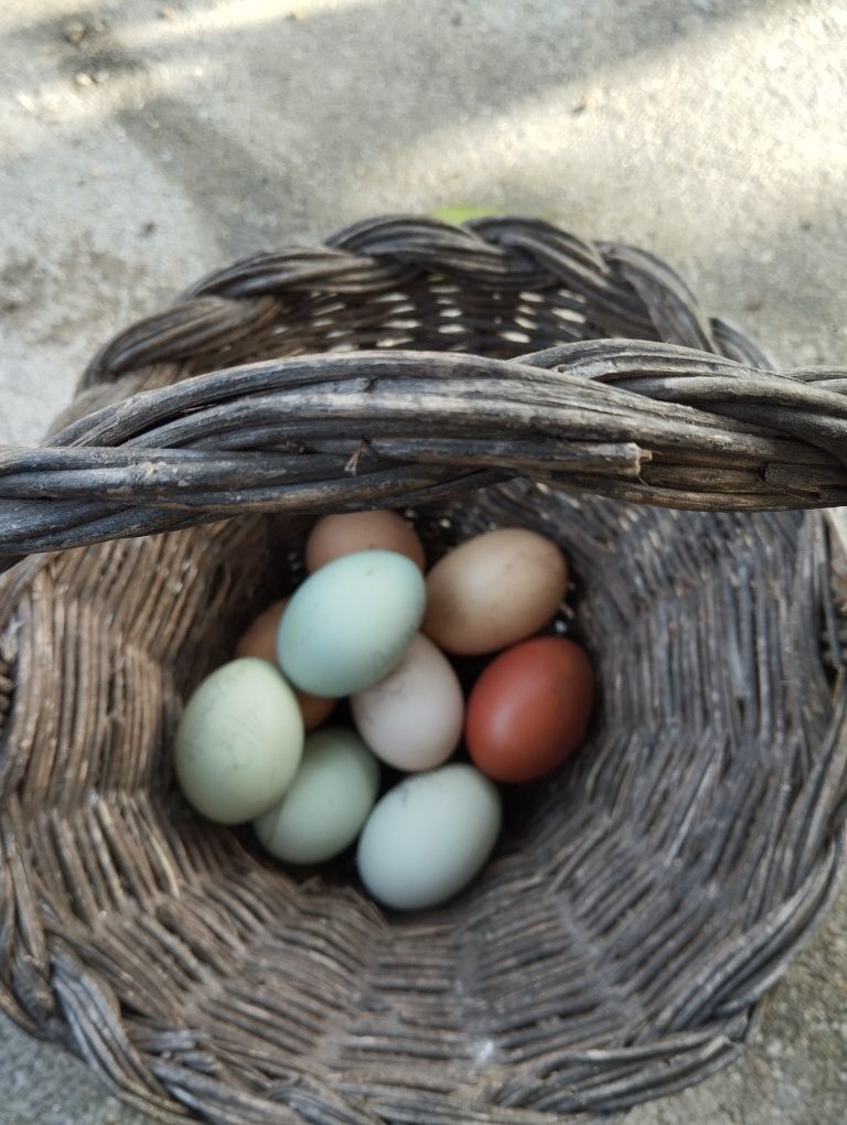 Ovos férteis, raças puras,lote Dúzia tricolor
