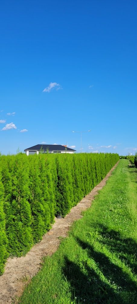 Tuja Smaragd 150 cm Promocja  tuje szmaragd thuja thuje