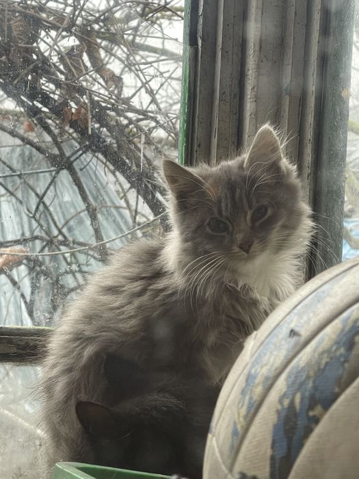 Віддамо кошеня в добрі руки