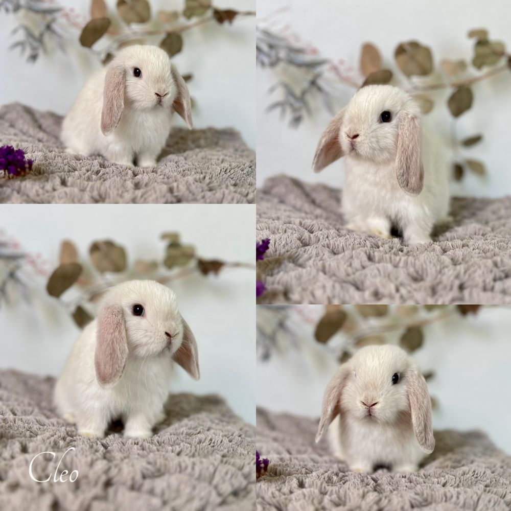 Króliczek Karzełek Teddy, karzelek Niderlandzki Mini Lop Aktualne