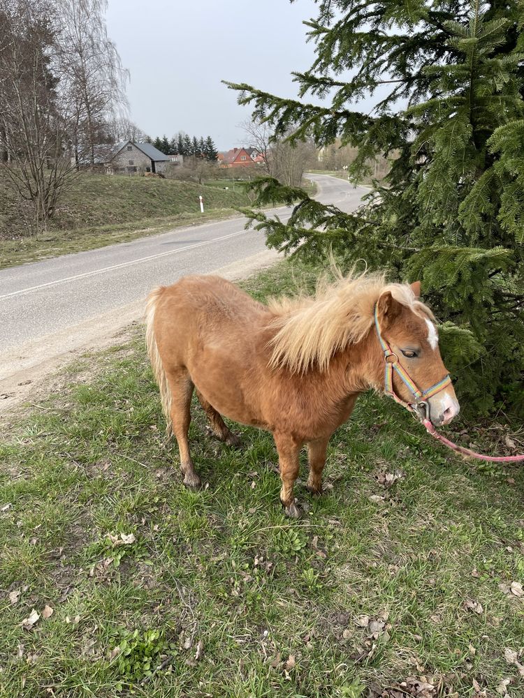 Kucyk ogierek zadbany