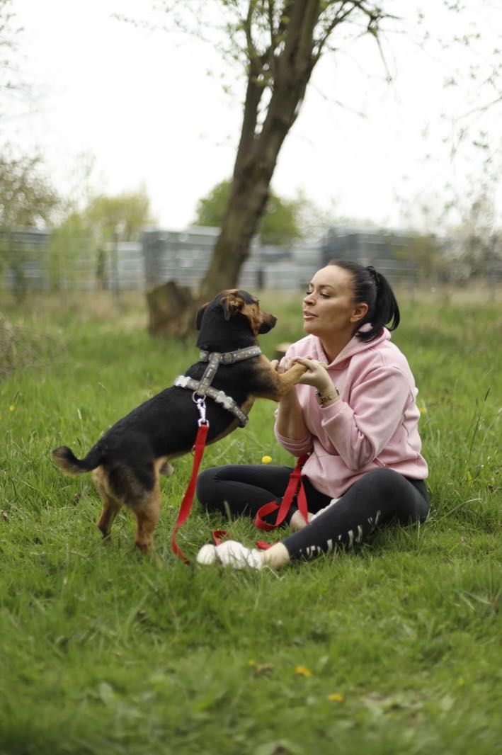 CHARLIE poleca się do adopcji