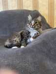 Котята отдам красивый котик мальчик
