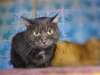Кішка молода чорна, метис британськой Челсі, шукає дім, стерилізована