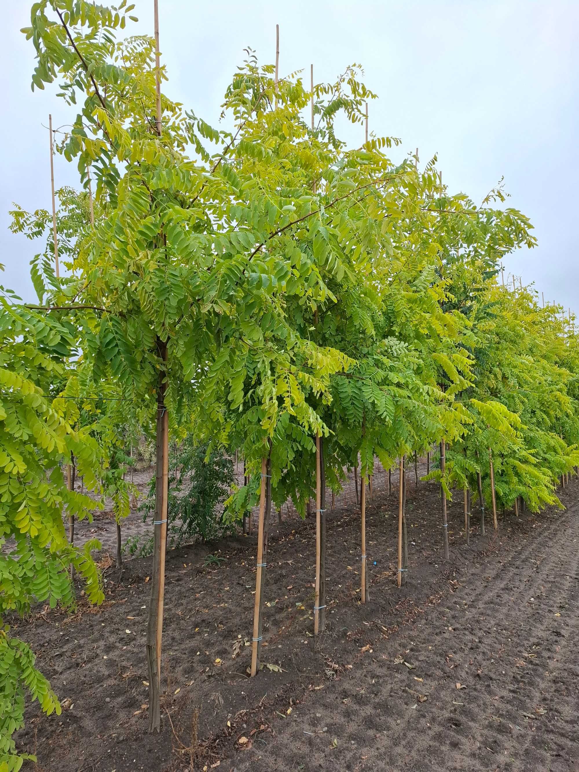 robinia akacjowa 'Frisia', Robinia pseudoacacia 'Frisia'