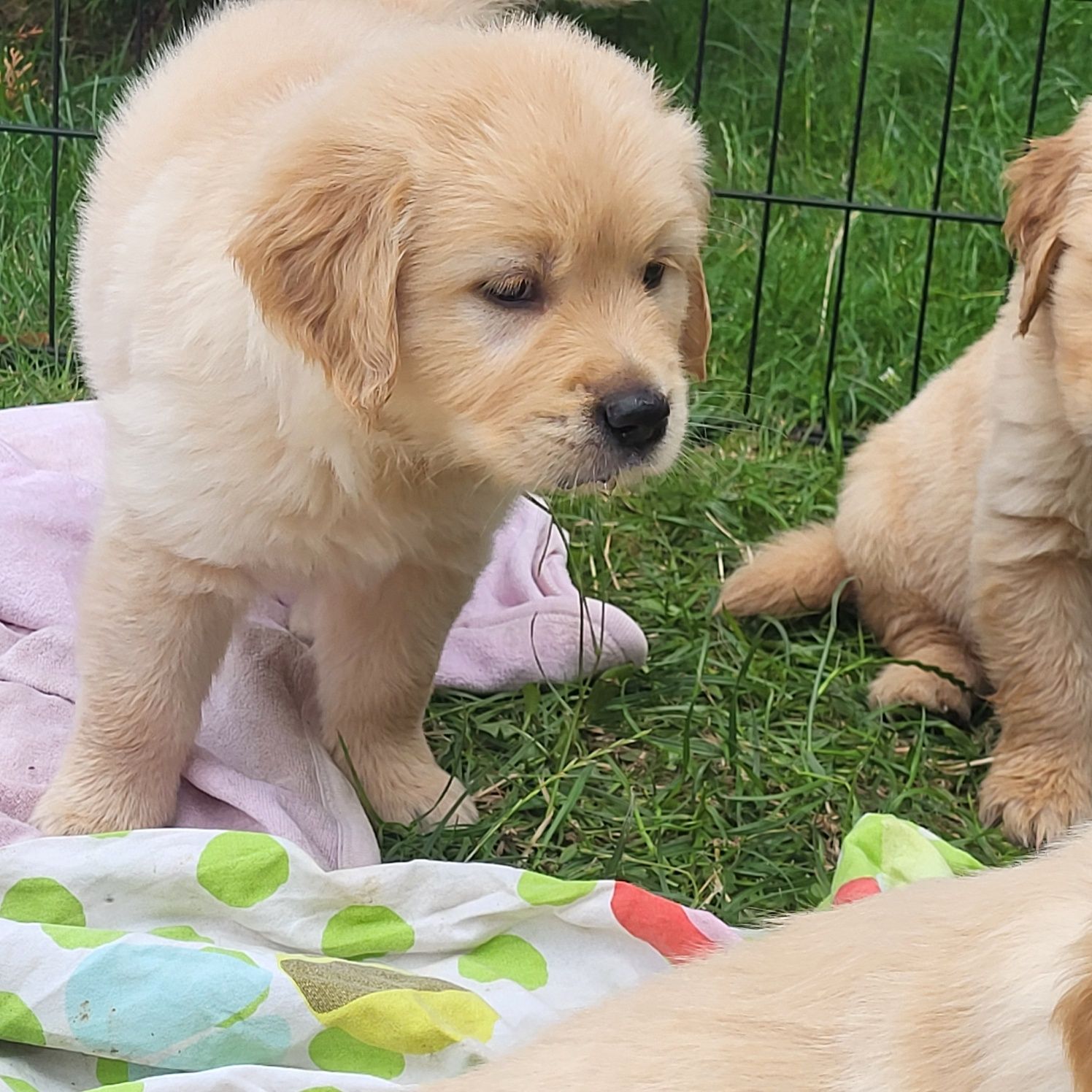 Golden retriever pies samiec 4 pokoleniowy rodowód badania
