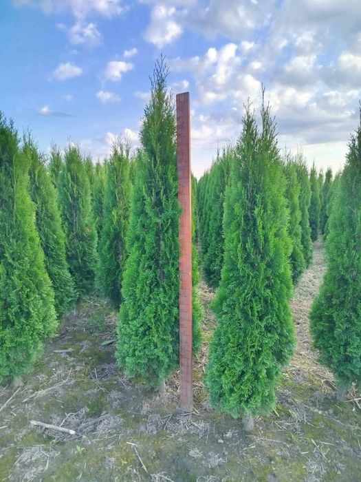 Туя смарагд даніка-є опт