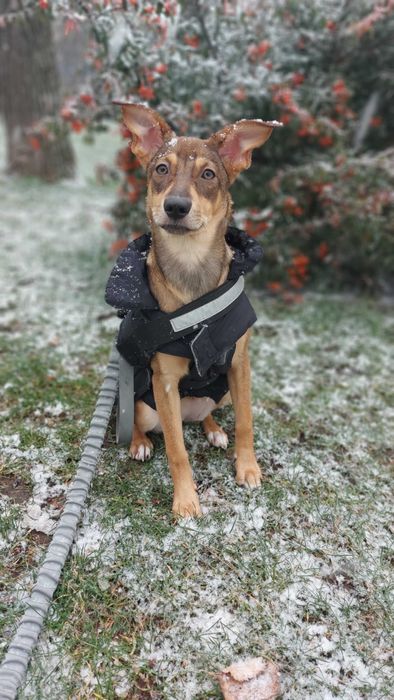 Отдам молодую собаку девочку в хорошие руки есть прививки Дарю собаку